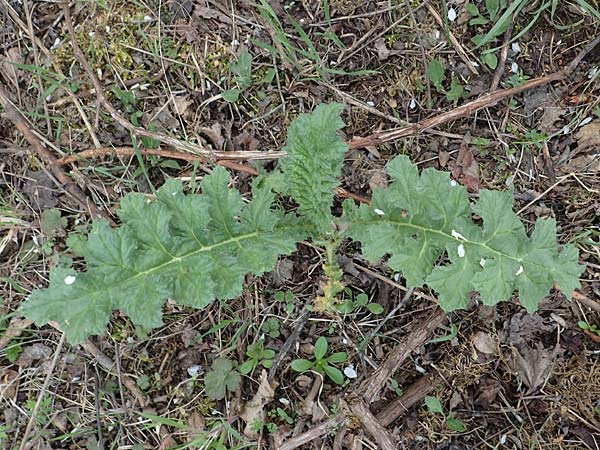 Carduus crispus \ Krause Distel / Welted Thistle, D Rheinhessen, Flonheim 2.4.2021