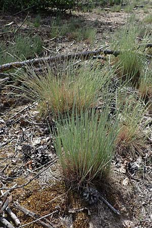 Corynephorus canescens \ Graues Silbergras / Grey Hair-Grass, D Pfalz, Speyer 15.6.2021
