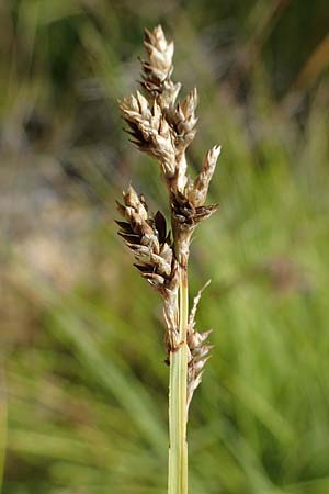 Carex canescens \ Graue Segge / Silvery Sedge, D Hunsrück, Börfink 18.7.2022
