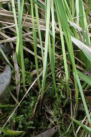 Carex cespitosa \ Rasen-Segge / Hassock Grass, D Walldürn 20.5.2023