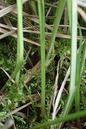 Carex cespitosa \ Rasen-Segge / Hassock Grass, D Walldürn 20.5.2023