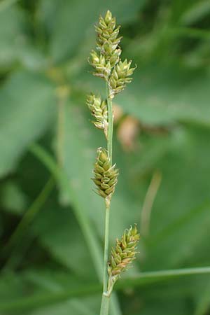 Carex canescens \ Graue Segge / Silvery Sedge, D Rhön, Schwarzes Moor 20.6.2023