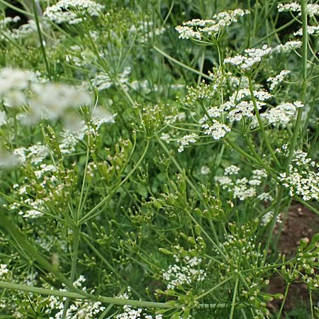 Carum carvi \ Echter Kmmel, Wiesen-Kmmel / Caraway, D Botan. Gar.  Universit.  Ulm 26.5.2025