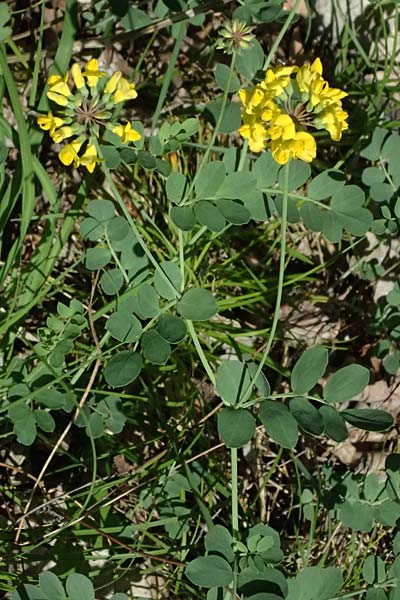 Coronilla coronata \ Berg-Kronwicke / Scorpion Vetch, D Eiersheim 31.5.2025