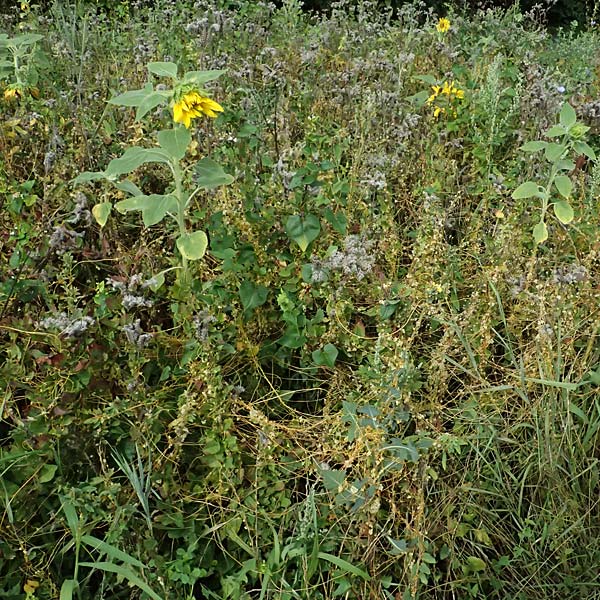 Cuscuta campestris \ Amerikanische Seide / Yellow Dodder, D Wiesloch 31.7.2025