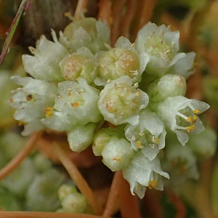 Cuscuta campestris \ Amerikanische Seide / Yellow Dodder, D Wiesloch 31.7.2025