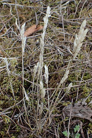 Corynephorus canescens \ Graues Silbergras / Grey Hair-Grass, D Falkenstein 31.7.2025