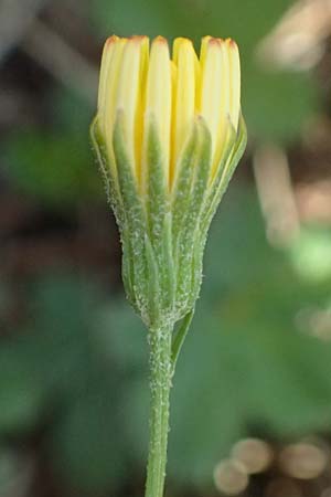 Crepis capillaris \ Kleink�pfiger Pippau, Kleinbl�tiger Pippau / Smooth Hawk's-Beard, D Duisburg 31.8.2026