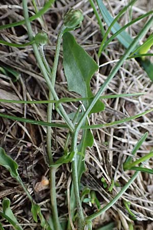Crepis capillaris \ Kleink�pfiger Pippau, Kleinbl�tiger Pippau / Smooth Hawk's-Beard, D Duisburg 31.8.2026