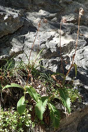 Carduus defloratus \ Alpen-Distel / Alpine Thistle, D Schwenningen (Schwäb. Alb) 26.7.2015