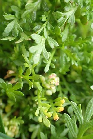 Lepidium didymum \ Zweiknotiger Krhenfu / Lesser Swine Cress, D Mannheim 18.10.2015
