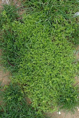 Lepidium didymum \ Zweiknotiger Krhenfu / Lesser Swine Cress, D Mannheim 18.10.2015