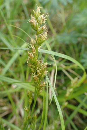 Carex divulsa \ Unterbrochenhrige Segge / Berkeley Sedge, European Grey Sedge, D Weinheim an der Bergstraße, Botan. Gar.  Hermannshof 1.5.2016