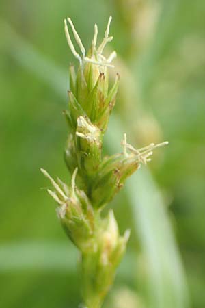 Carex divulsa \ Unterbrochenhrige Segge / Berkeley Sedge, European Grey Sedge, D Weinheim an der Bergstraße, Botan. Gar.  Hermannshof 1.5.2016