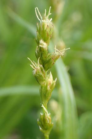 Carex divulsa \ Unterbrochenhrige Segge / Berkeley Sedge, European Grey Sedge, D Weinheim an der Bergstraße, Botan. Gar.  Hermannshof 1.5.2016