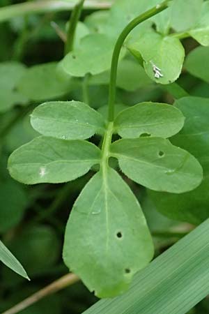 Cardamine dentata \ Zahn-Schaumkraut / White Cuckoo Bitter-Cress, D Schwarzwald/Black-Forest, Alpirsbach 9.6.2016