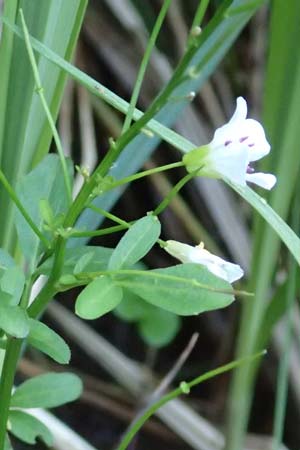 Cardamine dentata \ Zahn-Schaumkraut / White Cuckoo Bitter-Cress, D Schwarzwald/Black-Forest, Alpirsbach 9.6.2016