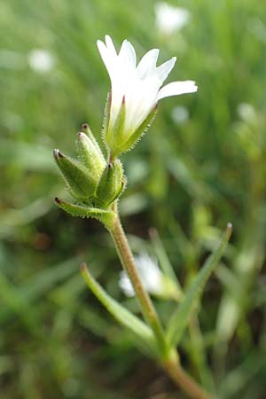 Cerastium dubium \ Klebriges Hornkraut / Mouse-Ear, D Birkenheide 14.4.2018