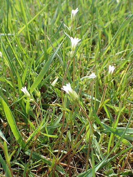 Cerastium dubium \ Klebriges Hornkraut / Mouse-Ear, D Birkenheide 14.4.2018