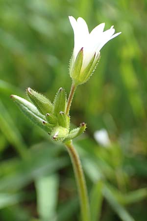 Cerastium dubium \ Klebriges Hornkraut / Mouse-Ear, D Birkenheide 14.4.2018