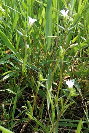 Cerastium dubium \ Klebriges Hornkraut / Mouse-Ear, D Birkenheide 14.4.2018