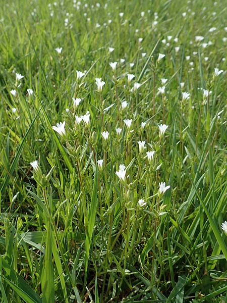 Cerastium dubium \ Klebriges Hornkraut / Mouse-Ear, D Birkenheide 14.4.2018