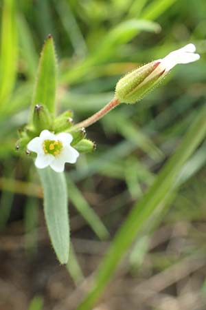 Cerastium dubium \ Klebriges Hornkraut / Mouse-Ear, D Birkenheide 14.4.2018