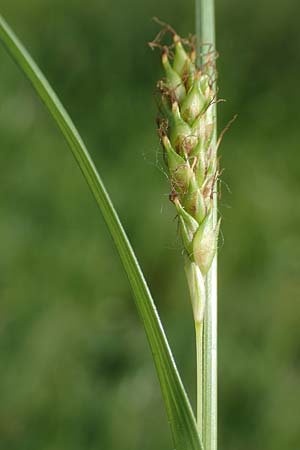 Carex distans \ Entfernthrige Segge, Lcken-Segge / Distant Sedge, D Biebesheim 12.5.2018