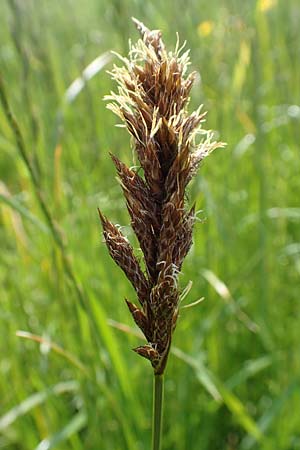 Carex disticha \ Zweizeilige Segge / Brown Sedge, Two-Ranked Sedge, D Dietzenbach 19.5.2019