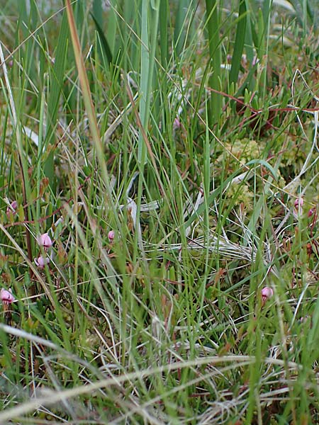 Carex dioica \ Zweihusige Segge / Dioecious Sedge, D  2.6.2023
