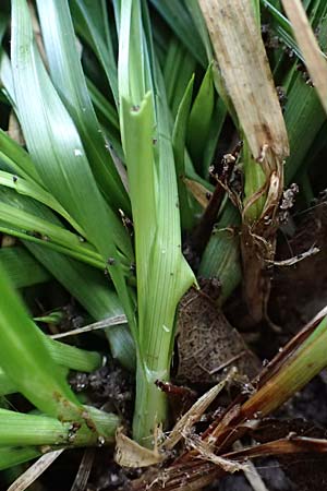 Carex divulsa \ Unterbrochenhrige Segge / Berkeley Sedge, European Grey Sedge, D Mannheim 14.9.2025