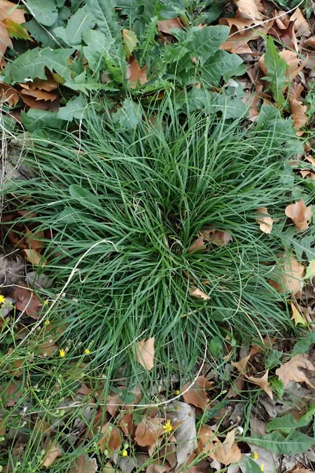 Carex divulsa \ Unterbrochenhrige Segge / Berkeley Sedge, European Grey Sedge, D Mannheim 14.9.2025