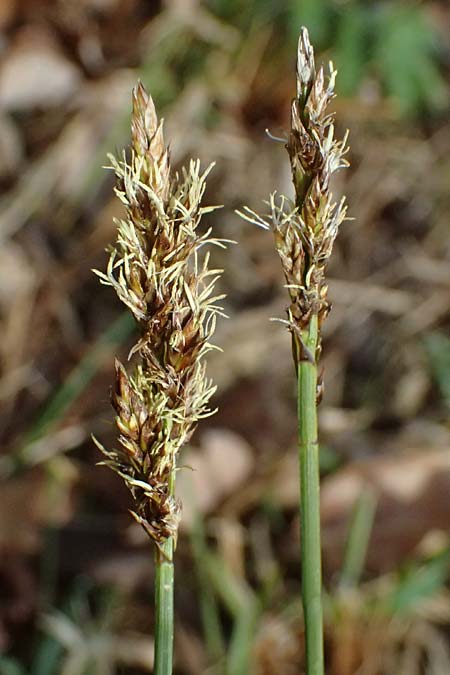 Carex disticha \ Zweizeilige Segge / Brown Sedge, Two-Ranked Sedge, D Isny 31.10.2025