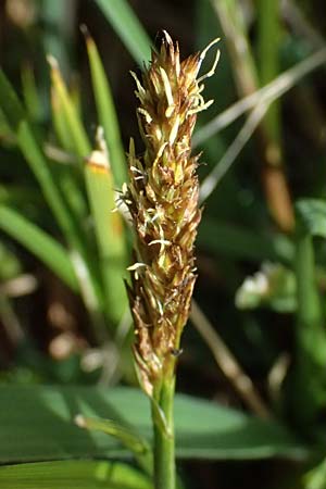 Carex disticha \ Zweizeilige Segge / Brown Sedge, Two-Ranked Sedge, D Isny 31.10.2025