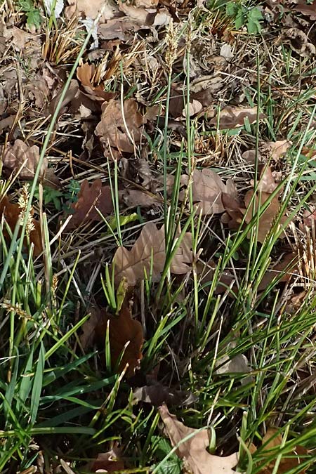 Carex disticha \ Zweizeilige Segge / Brown Sedge, Two-Ranked Sedge, D Isny 31.10.2025