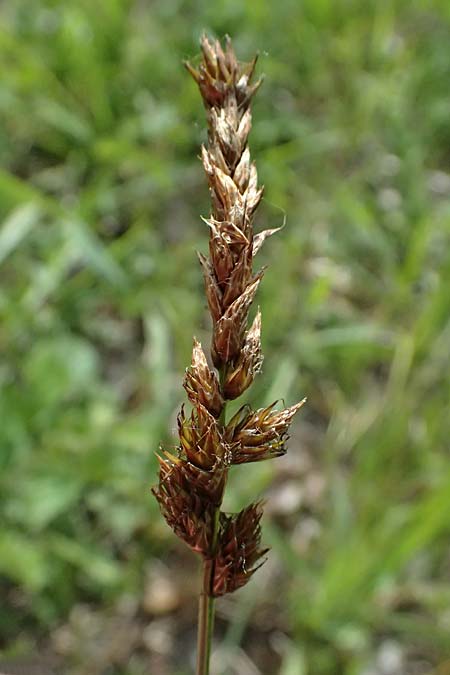 Carex disticha \ Zweizeilige Segge / Brown Sedge, Two-Ranked Sedge, D Mannheim 13.5.2026