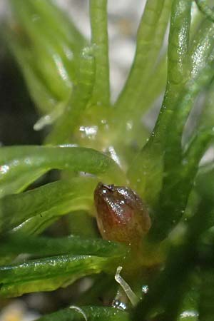 Ceratophyllum demersum \ Raues Hornblatt / Rigid Hornwort, D Pfalz, Speyer 8.8.2026