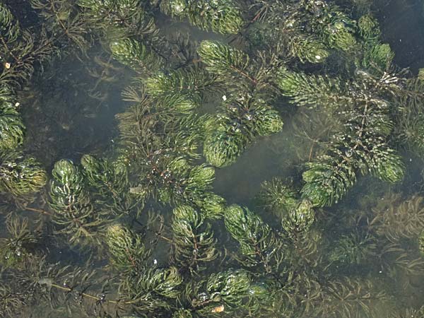 Ceratophyllum demersum \ Raues Hornblatt / Rigid Hornwort, D Lampertheim 10.9.2026