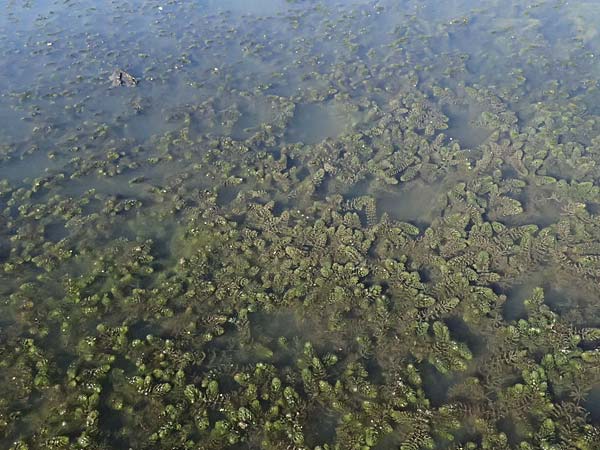 Ceratophyllum demersum \ Raues Hornblatt / Rigid Hornwort, D Lampertheim 10.9.2026