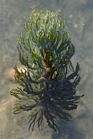 Ceratophyllum demersum \ Raues Hornblatt / Rigid Hornwort, D Lampertheim 10.9.2026