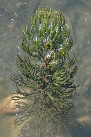 Ceratophyllum demersum \ Raues Hornblatt / Rigid Hornwort, D Lampertheim 10.9.2026