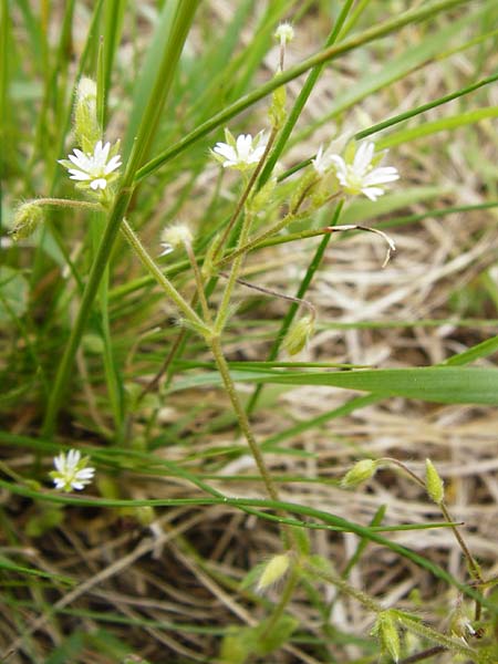 Cerastium tenoreanum \ Tenores Hornkraut / Tenore's Mouse-Ear, D Bastheim-Wechterswinkel 9.5.2015