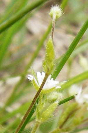Cerastium tenoreanum \ Tenores Hornkraut / Tenore's Mouse-Ear, D Bastheim-Wechterswinkel 9.5.2015