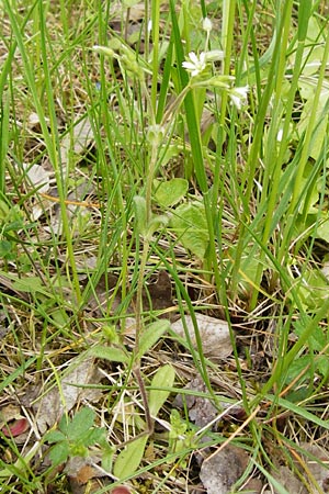 Cerastium tenoreanum \ Tenores Hornkraut / Tenore's Mouse-Ear, D Bastheim-Wechterswinkel 9.5.2015