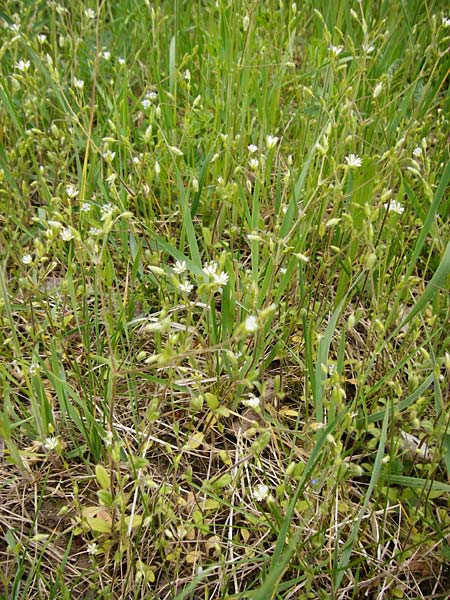 Cerastium tenoreanum \ Tenores Hornkraut / Tenore's Mouse-Ear, D Bastheim-Wechterswinkel 9.5.2015