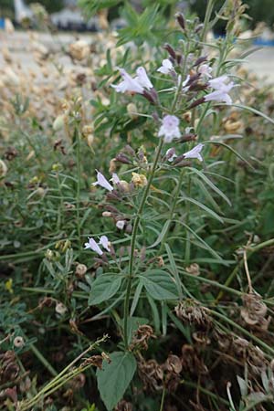 Clinopodium einseleanum \ sterreicher Bergminze / Einsele's Calamint, D Ludwigshafen 13.9.2017