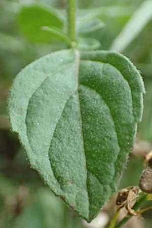 Clinopodium einseleanum \ sterreicher Bergminze / Einsele's Calamint, D Ludwigshafen 13.9.2017