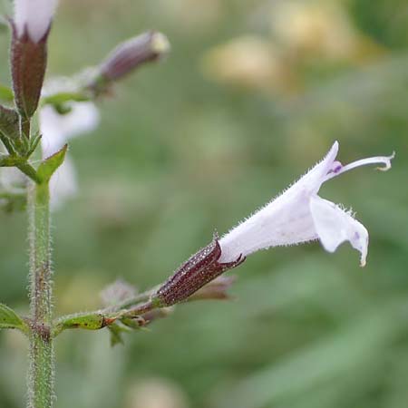 Clinopodium einseleanum \ sterreicher Bergminze / Einsele's Calamint, D Ludwigshafen 13.9.2017