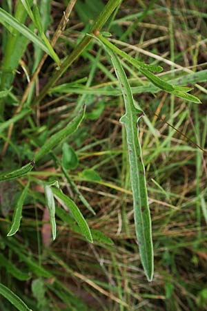 Centaurea timbalii \ Westliche Schmalblttrige Flockenblume, Timbals Wiesen-Flockenblume / Timbal's Knapweed, D Drover Heide 13.6.2018