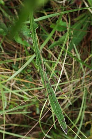 Centaurea timbalii \ Westliche Schmalblttrige Flockenblume, Timbals Wiesen-Flockenblume / Timbal's Knapweed, D Drover Heide 13.6.2018